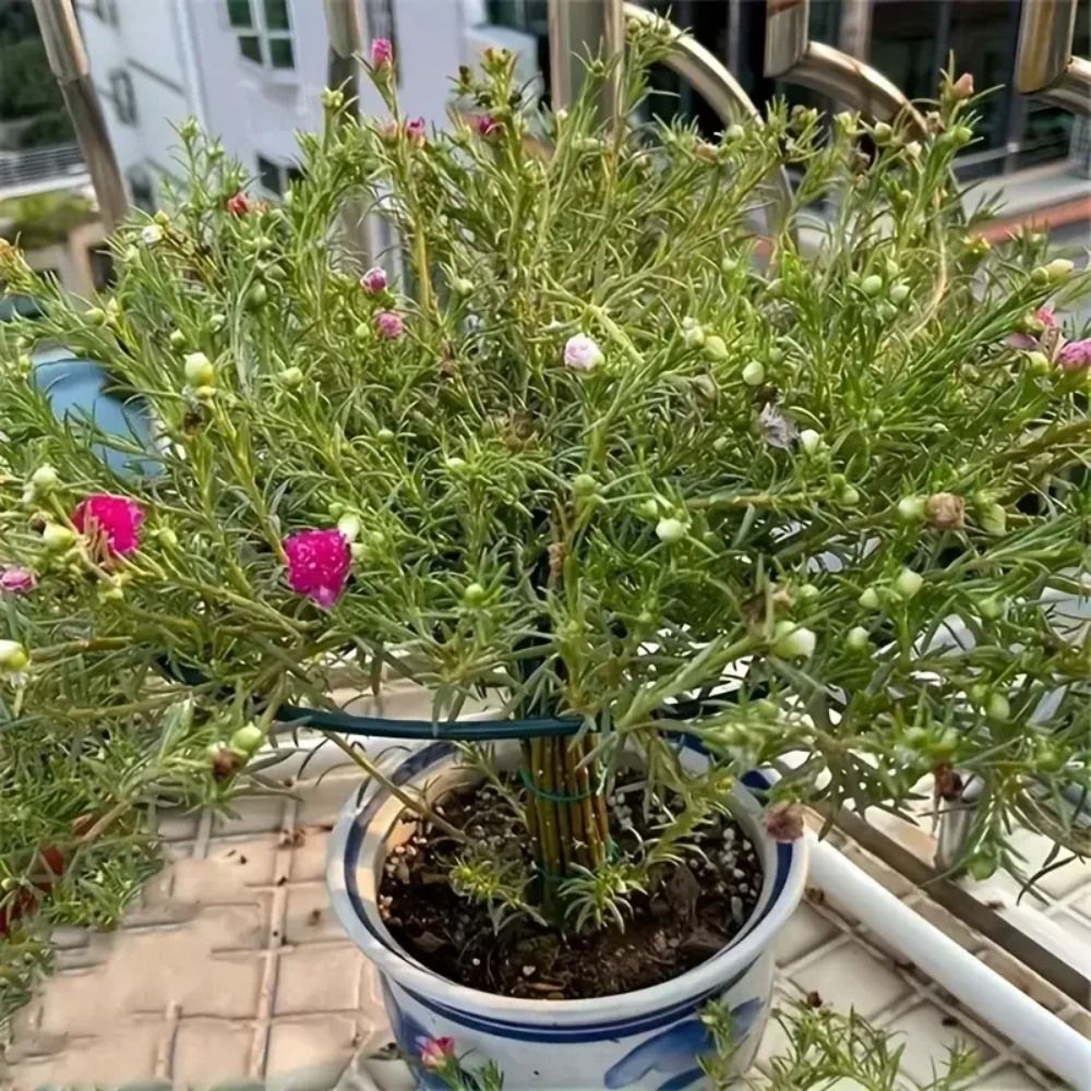 Neuer S/M/L Bonsai-Kletterrahm – Bonsai Garden Stand Bewertung und Preis